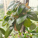 Hoya vitellina, 2 Cuttings