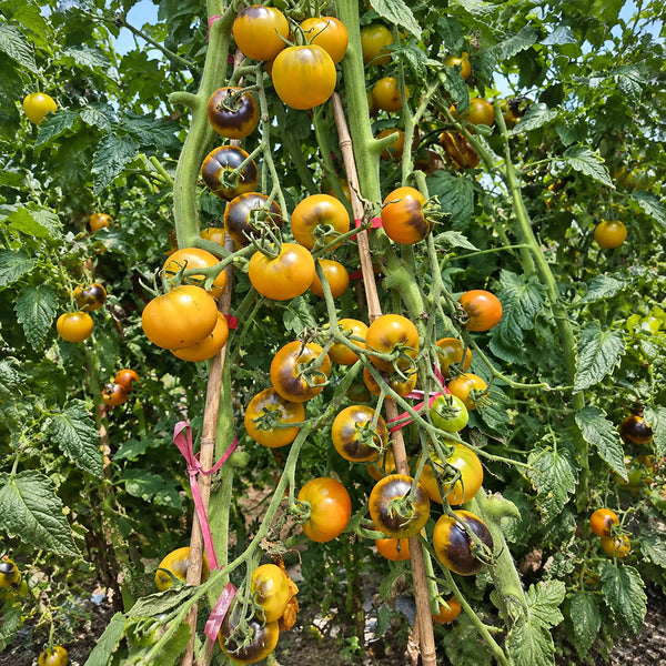 1120 Copper Olive Tomato, 5 Seeds