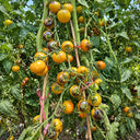 1120 Copper Olive Tomato, 5 Seeds