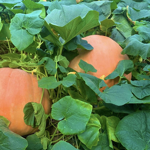 Extra Large Giant Pumpkin, 10 Seeds