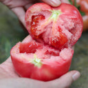 Maofen 802 Tomato, 100 Seeds