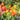 842 Micro Hockey Puck Tomato, 5 Seeds
