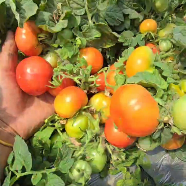 842 Micro Hockey Puck Tomato, 5 Seeds