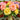 Desert Rose Mixed Colors, 20 Seeds