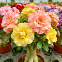 Desert Rose Mixed Colors, 20 Seeds