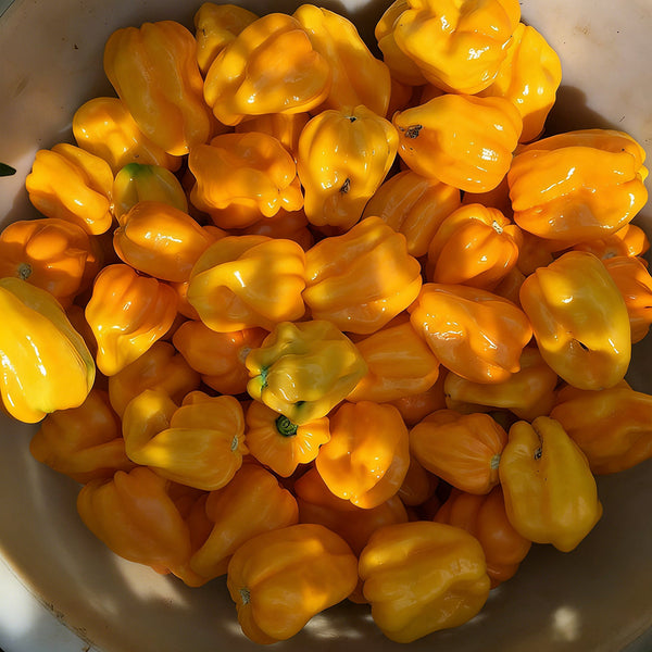 Hainan Yellow Lantern Pepper, 20 Seeds