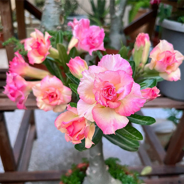 Mixed Color Desert Rose, 20 Seeds