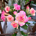 Mixed Color Desert Rose, 20 Seeds