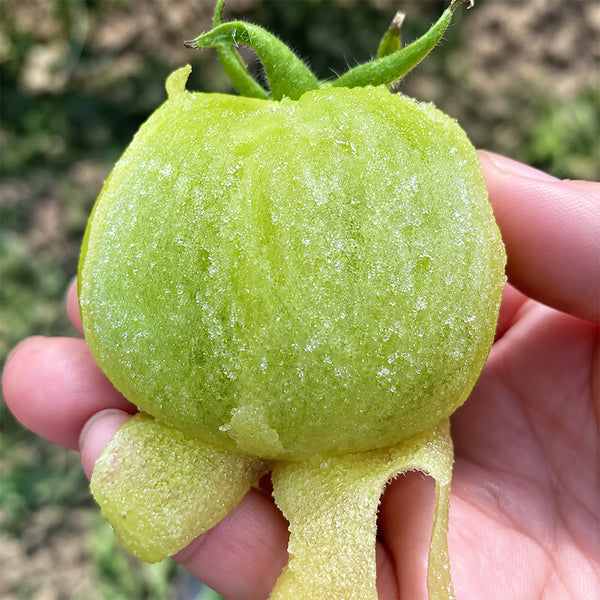 U2613 Green Persimmon Tomato, 100 Seeds