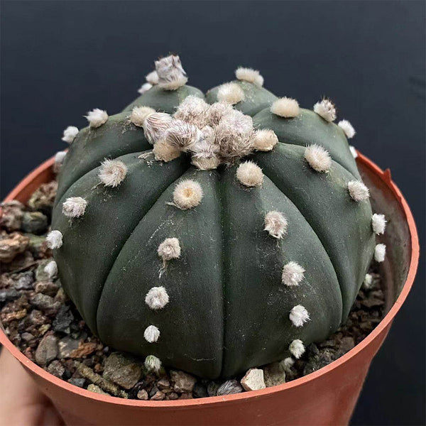 Astrophytum asterias, 3cm