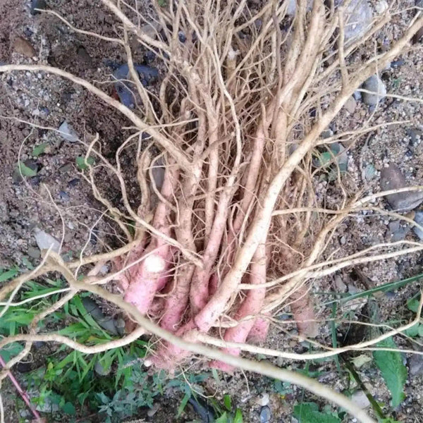 Spiny Amaranth Seeds, 100 Seeds