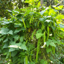 Winged Bean Seeds, 5g