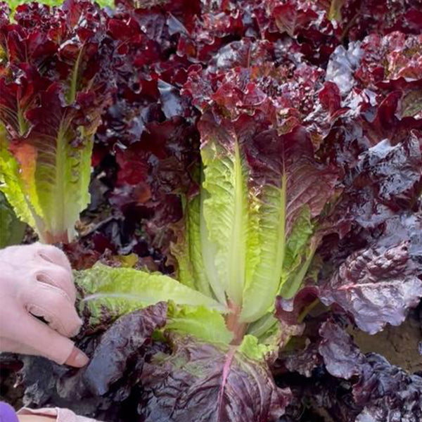 Crimson Wrap Lettuce Seeds, 2g