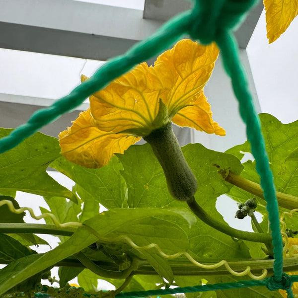 Chunyi Luffa, 20 Seeds