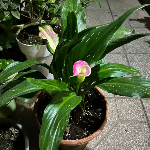 'Dreamland' Calla Lily, 18/20cm Circumference, 1 Bulb