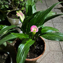 'Dreamland' Calla Lily, 18/20cm Circumference, 1 Bulb