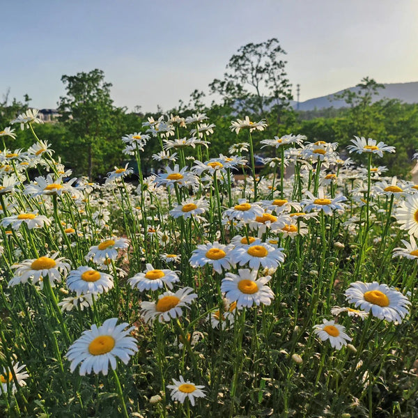 Shasta Daisy, 1g