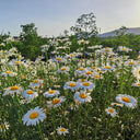 Shasta Daisy, 1g