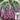 'Hongxiu 58' Flowering Stalk Seeds, 5g