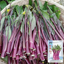 'Hongxiu 58' Flowering Stalk Seeds, 5g
