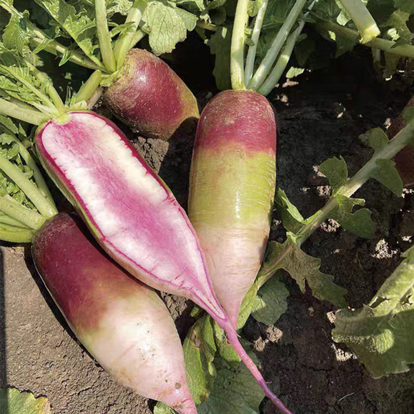 Ice Cream Radish Seeds, 50 Seeds