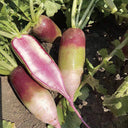 Ice Cream Radish Seeds, 50 Seeds