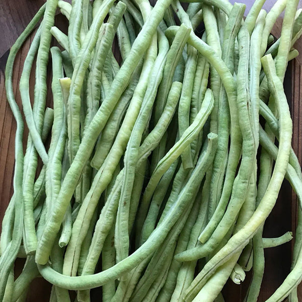 'Zhuzai' Thick-fleshed Sweet Long Bean Seeds, 20g