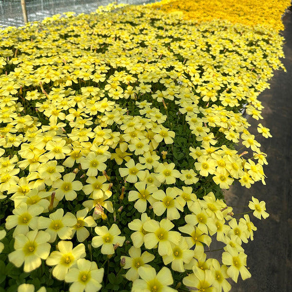 Oxalis obtusa Series Bulb - 'High Yellow', 10 Bulbs