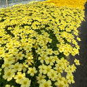 Oxalis obtusa Series Bulb - 'High Yellow', 10 Bulbs