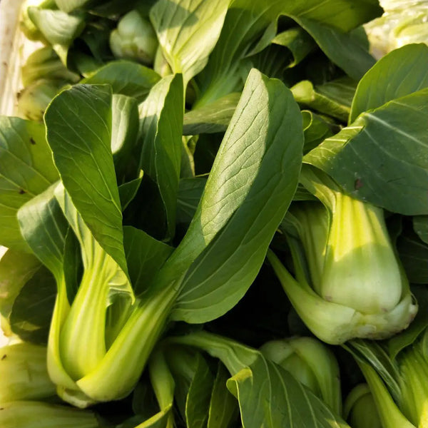 Qingjiang Sweet Pak Choi Seeds, 20g