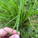 Festuca arundinacea 'Chenelle' Seeds, 200g