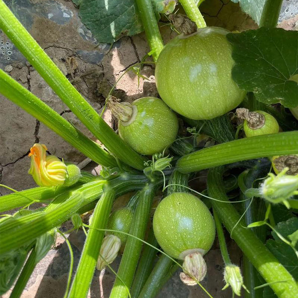 Green Pearl Zucchini Seeds, 10 Seeds