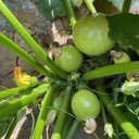 Green Pearl Zucchini Seeds, 10 Seeds
