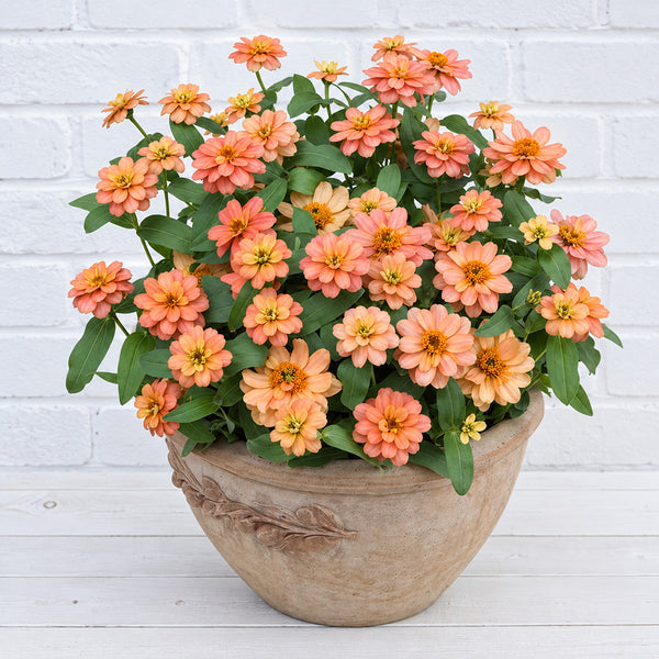 W1339 Profusion Double Deep Salmon Zinnia, 5 Seeds