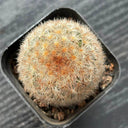 Mammillaria carmenae, 3-4cm