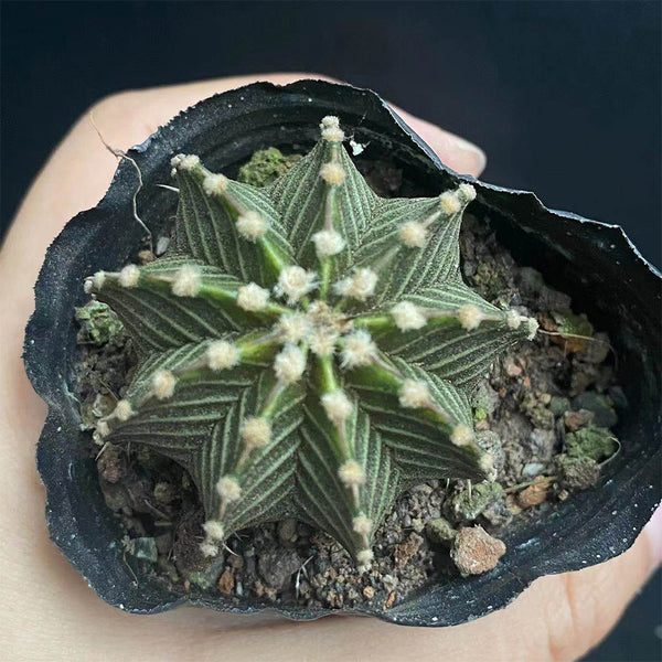 Gymnocalycium stenopleurum, 3-4cm