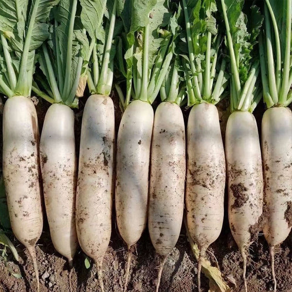 New White Jade Spring Radish Seeds, 5g