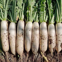 New White Jade Spring Radish Seeds, 5g