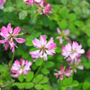 Chinese Milkvetch, 150 Coated Seeds