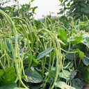 Jingyan® Yardlong Beans Seeds (No Trellis Required)