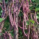 Fall Purple Kidney Bean Seeds, 10g Per Bag