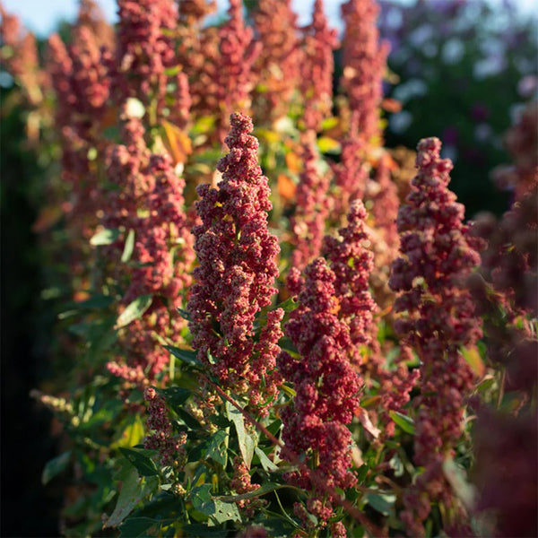 Red Quinoa Planting Seeds, 30 Grams ≈ 11000 Seeds