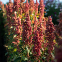 Red Quinoa Planting Seeds, 30 Grams ≈ 11000 Seeds