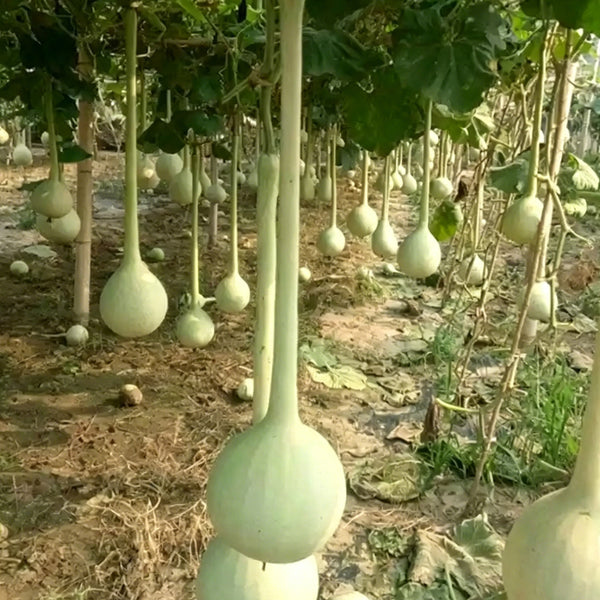 Long Handle Gourd, 10 Seeds