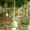 Long Handle Gourd, 10 Seeds