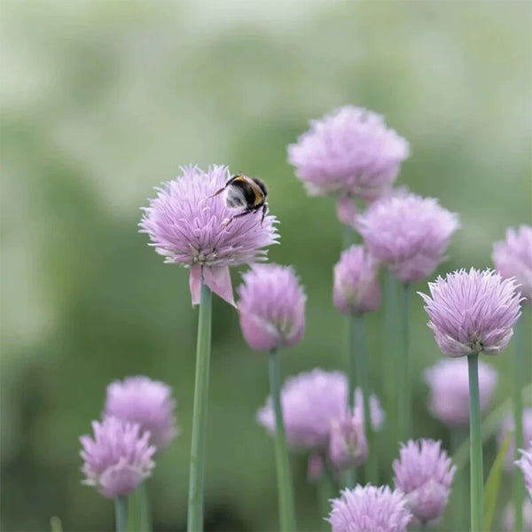 Allium schoenoprasum Seeds, 1g