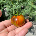 K Night Queen Tomato, 20 Seeds
