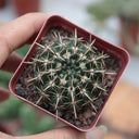 Parodia submammulosus, 3-4cm