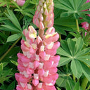 Pink Lupin, 100 Seeds
