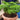 French Parsley Seeds, 2g